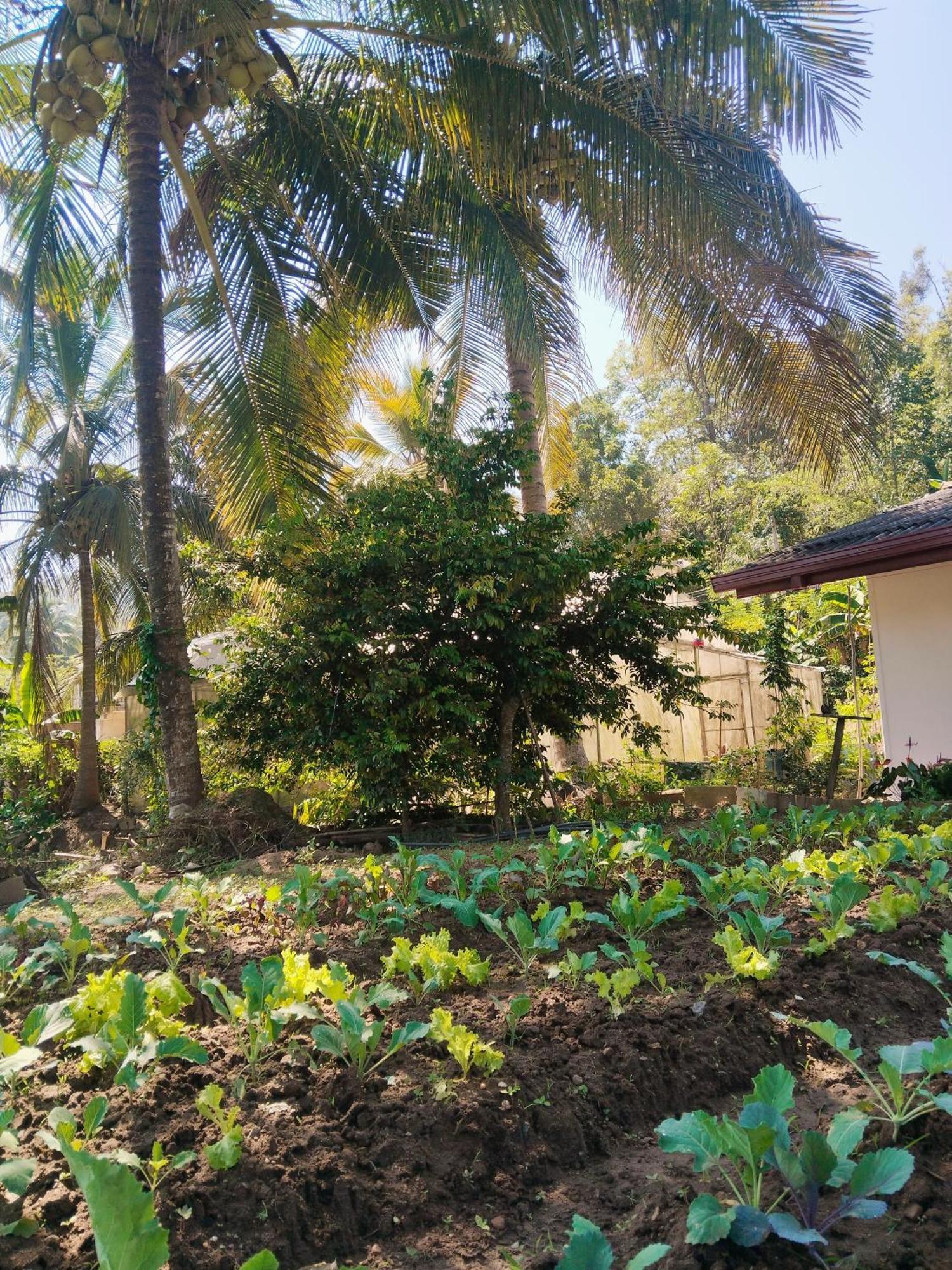Ella Nature Valley Homestay Εξωτερικό φωτογραφία